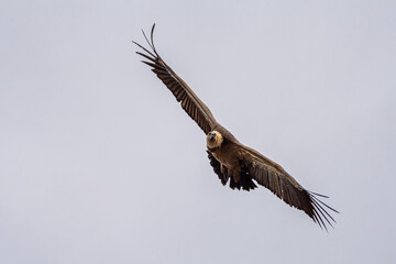 Griffon vulture, Gyps fulvus in Monfrague National Park. Extremadura, Spain