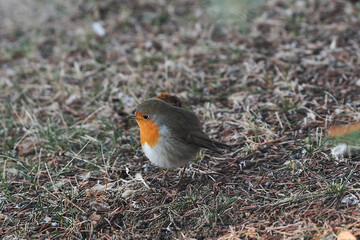 Erithacus rubecula sit on ground
European robin, robin, robin redbreast sit on earth Volgograd region, Russia