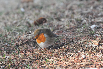 Erithacus rubecula sit on ground
European robin, robin, robin redbreast sit on earth Volgograd region, Russia