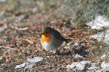 Erithacus rubecula sit on ground
European robin, robin, robin redbreast sit on earth Volgograd region, Russia