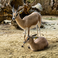 Dorcas gazelle, Gazella, dorcas in Jerez de la Frontera, Andalusia, Spain