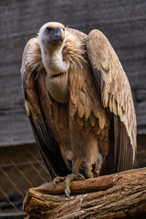Griffon vulture, Gyps fulvus in Jerez de la Frontera, Andalusia, Spain