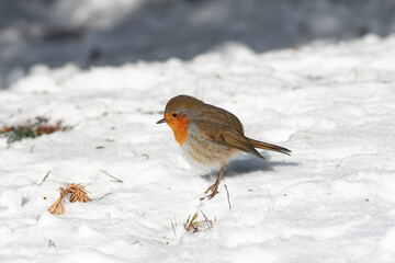 Erithacus rubecula sit on ground
European robin, robin, robin redbreast sit on snow Volgograd region, Russia