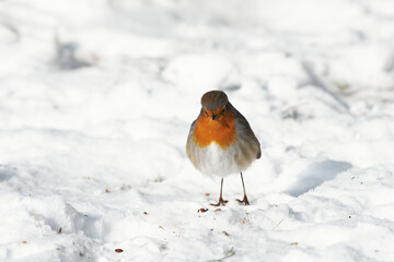Erithacus rubecula sit on ground
European robin, robin, robin redbreast sit on snow Volgograd region, Russia