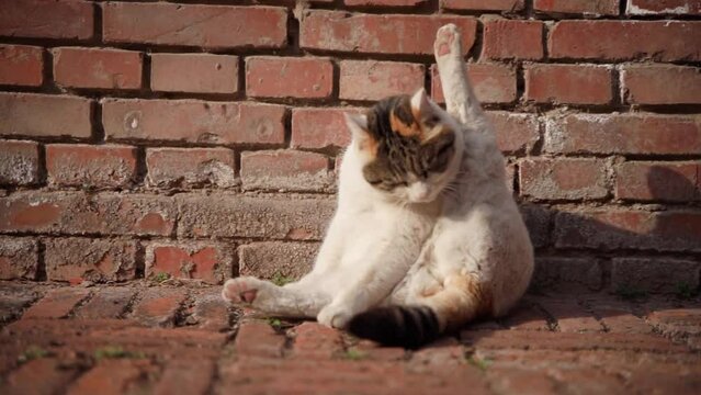 cat licking fur on the street
