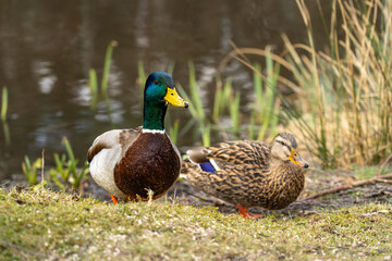 Obraz premium Ente am Teich