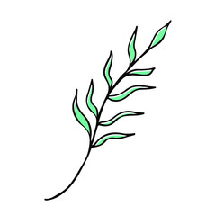 Olive tree leaf nature sketch icon. Leaves botany vector hand drawn element. Doodle illustration symbol