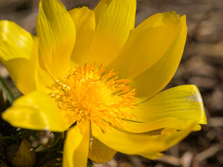 Closeup of pheasants eye flowers in springtime