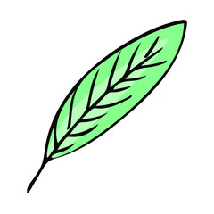 Leaf nature sketch icon. Leaves botany vector hand drawn element. Doodle illustration symbol