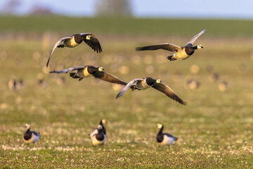 Barnacle geese flying on migration