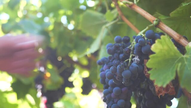 Raisin vigneron matin