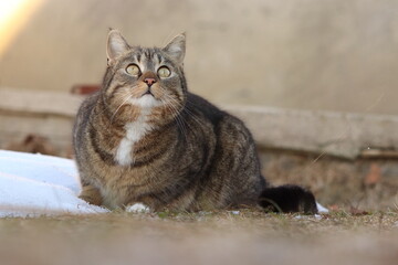portrait of a domestic cat looking upwards