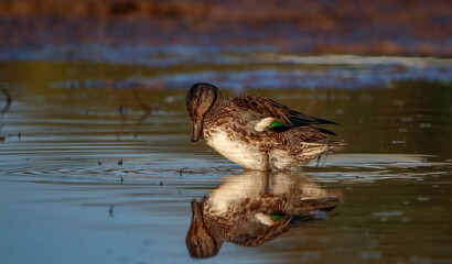 Reflection of an eurasian teal