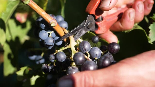 Vendanges