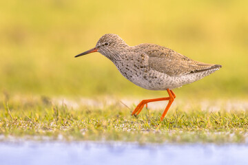 Common Redshank in Wetland on migration route