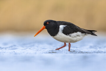 Eurasian Oystercatcher wading in wetland