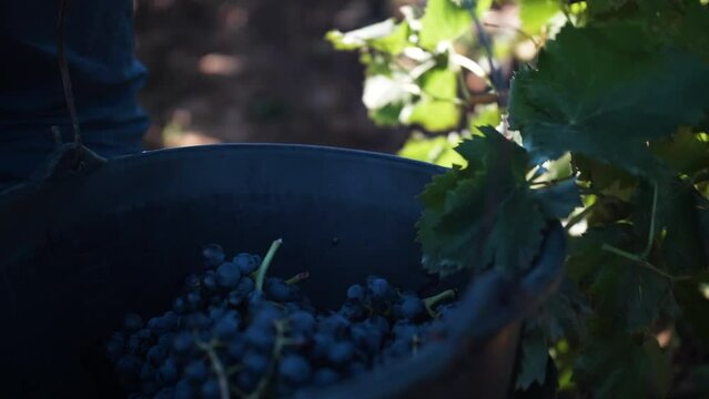 sceau de vendanges