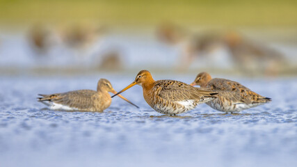 Group of Black Tailed Godwit with Bright Background