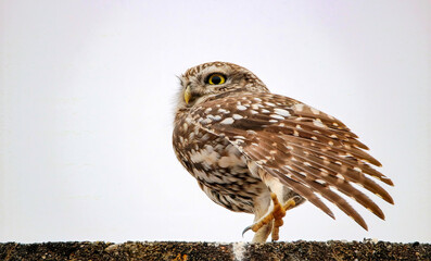 Little owl stretching