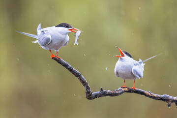 Pair Common Tern with fish in beak