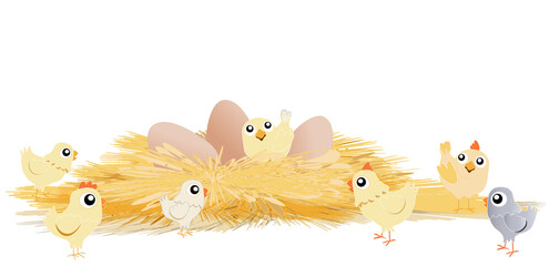 Couvée -Poussins dans nid avec œufs © Nathalie Bosansky