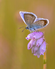 Silver Studded Blue Butterfly on Erica Heath