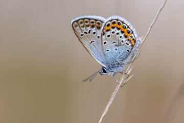 Silver Studded Blue Butterfly resting on stick