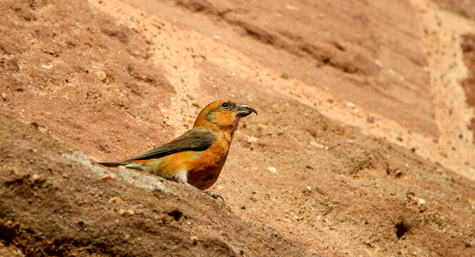 Red Crossbill Male