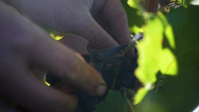 Vendanges