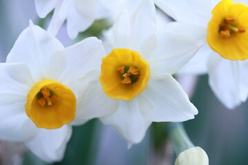 
白い水仙の花アップ