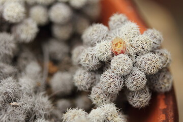 鉢植えの小さなサボテンの花

