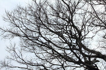葉のない樹木　伸びる枝のシルエット