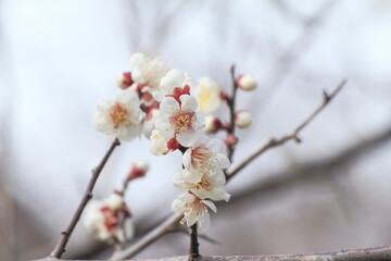 満開の白梅