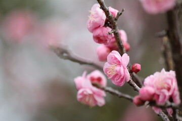 Fototapeta na wymiar 紅梅の花 