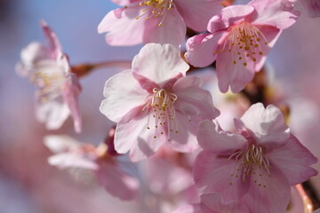 満開の河津桜
