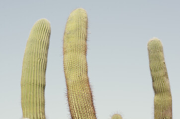 Cactus gigantes sobre cielo azul