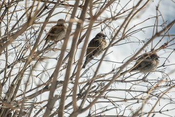 sparrow on a branch