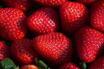 bright Red large ripe strawberries close-up lit by the summer sun