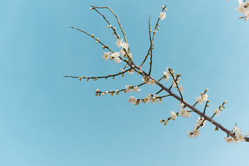 blooming tree in spring and sky