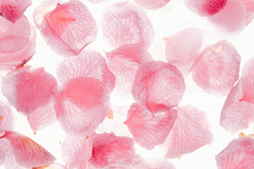 light-transmitting pink rose petals