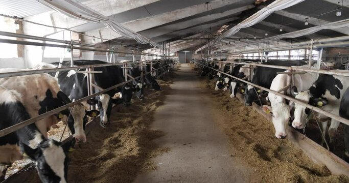 Breeding cattle on farm. Feed cattle with special food.