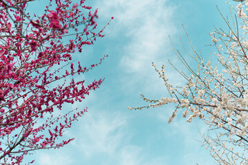 blooming tree in spring and sky
