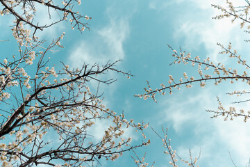 blooming tree in spring and sky