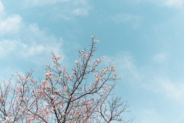 blooming tree in spring and sky