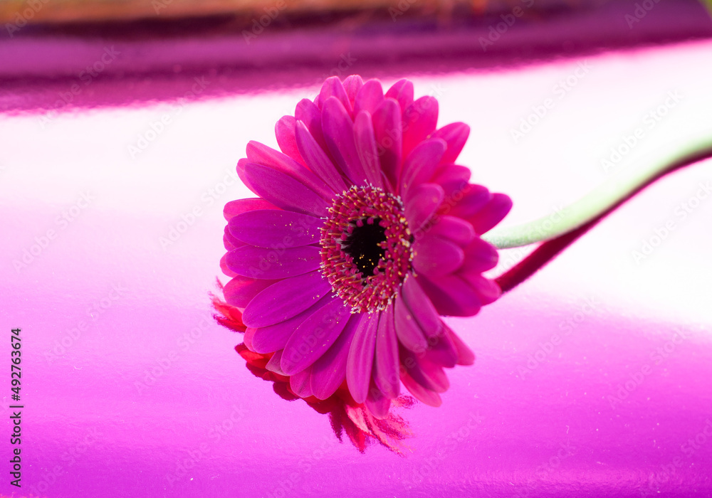 Wall mural one purple gerbera on neon purple background, close angle, spring mood, flower