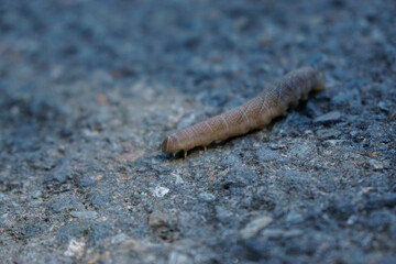 Caterpillar