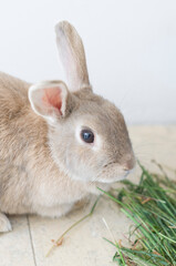 portrait of a fluffy beige rabbit eating grass, pet, cute animal, easter bunny