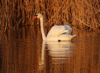 nature on the lake with swans