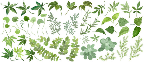 Set of forest and garden plant leaves, vector illustrations.