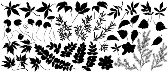 Set of forest and garden plant leaves silhouettes. Hand drawn vector illustrations.